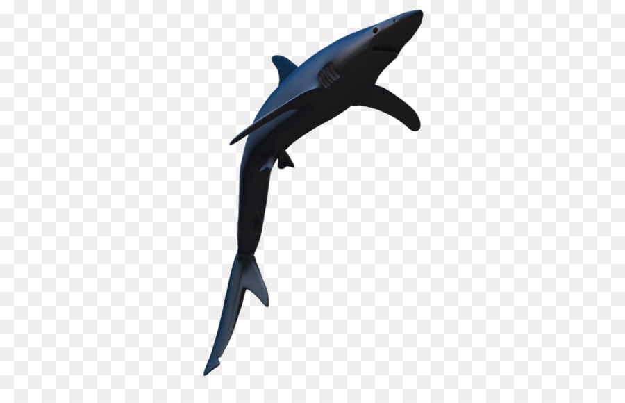 Blue shark Pelikan-Aal - Blauer Hai