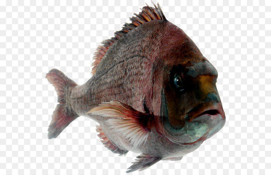 Cá kiểng cá Hun khói Clip nghệ thuật - cá