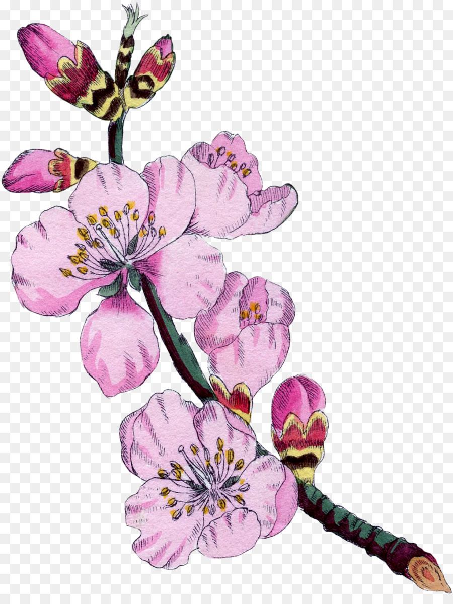 L'illustrazione botanica Botanica Fiori di Mandorla Fiore - fiore