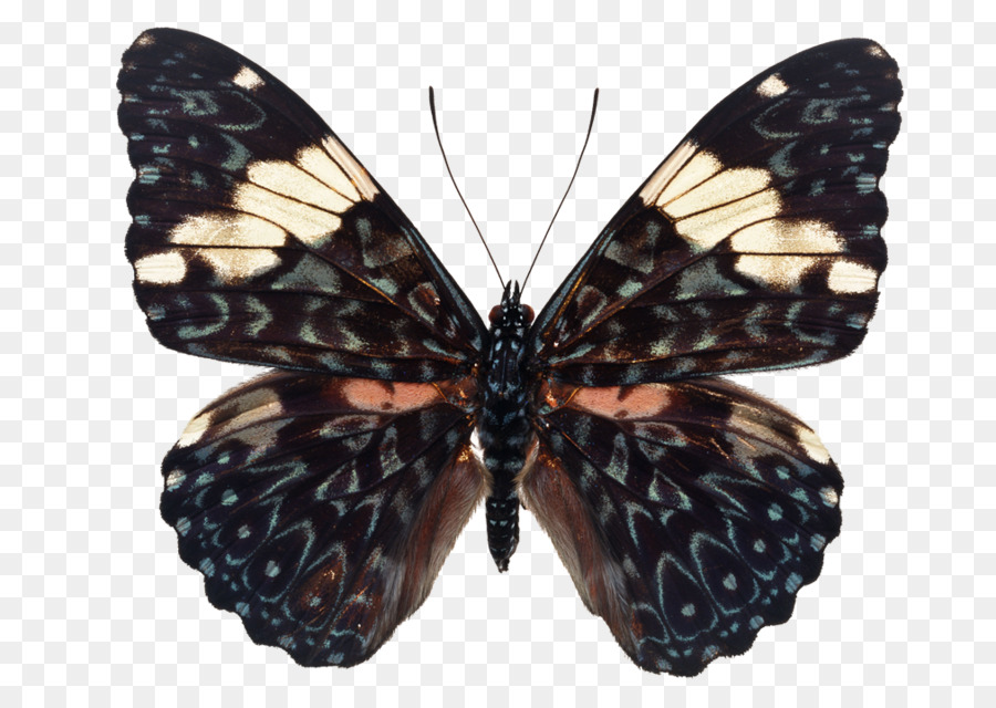 Julia butterfly Apatura Amadriade amphinome Amadriade arinome - farfalla