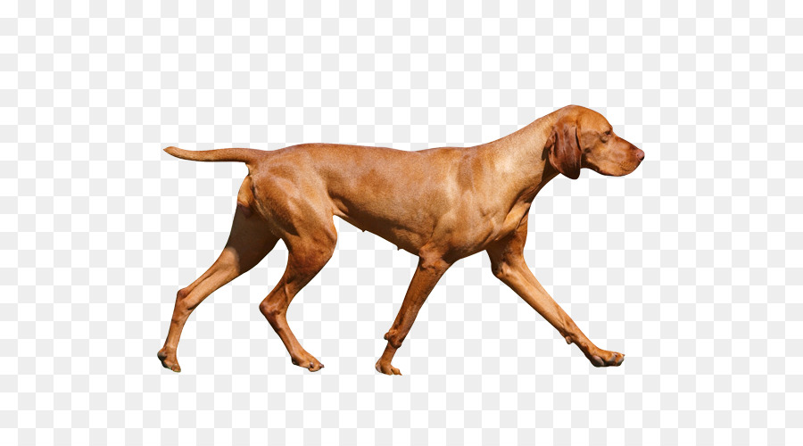Wirehaired Vizsla Redbone Coonhound Cane di razza cane da Caccia - altri