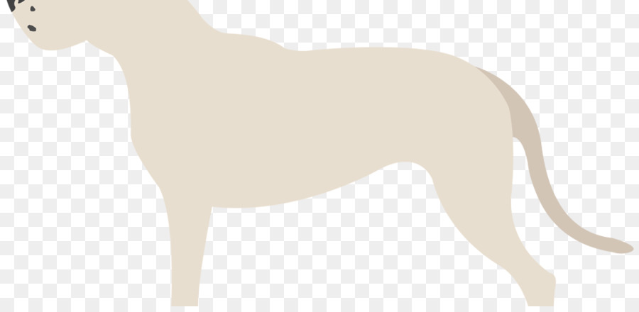 Cane di razza Levriero italiano Whippet Non gruppo sportivo - Bulldog argentino