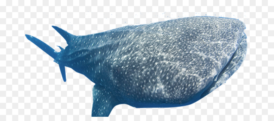 Lo squalo balena, Delfino di Focene Cetacea - squalo blu