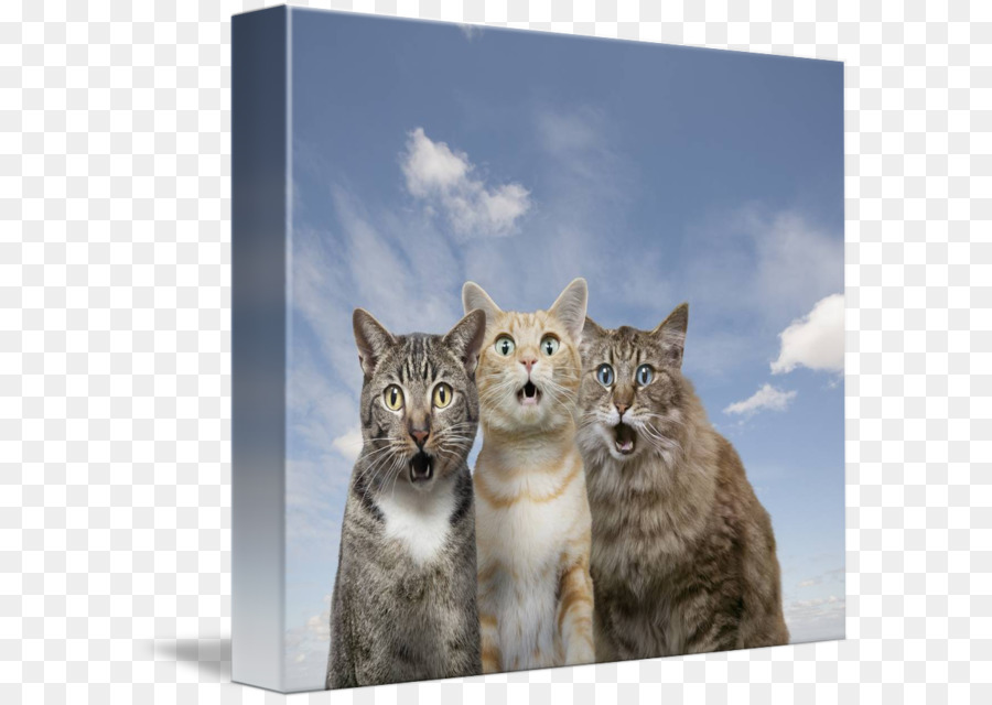 Die schnurrhaare von Kätzchen, Tabby cat Wildcat - Kätzchen
