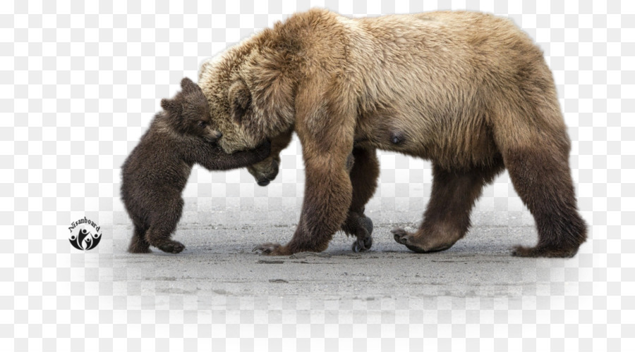 Con gấu Alaska bán Đảo brown gấu trúc Khổng - Gấu