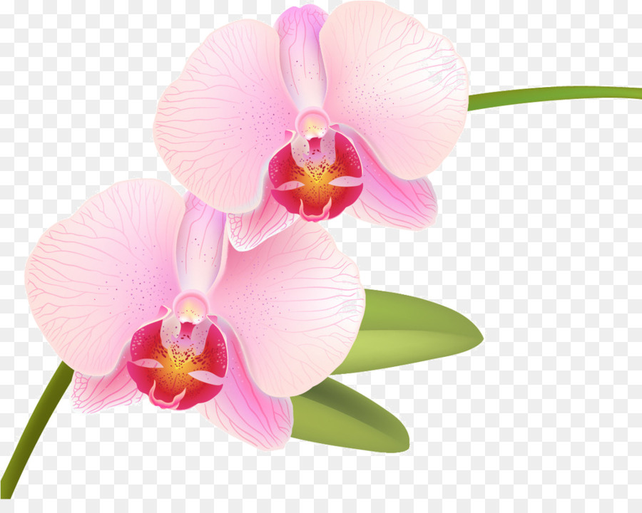Falena orchidee Rosa - rosa