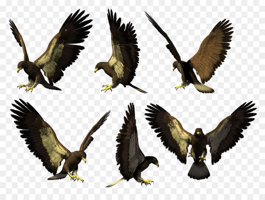 Đại Bàng Chim Ó Hawk Mỏ Vulture - chim ưng