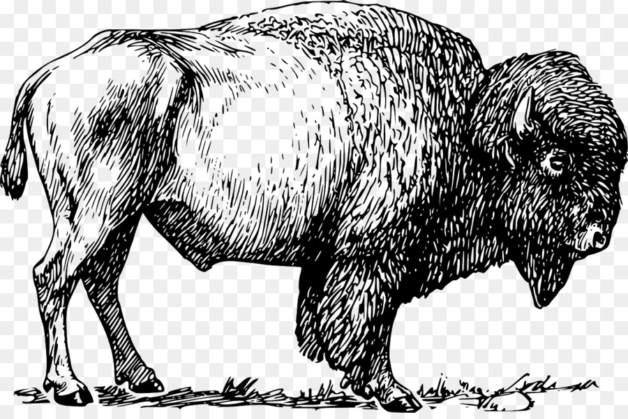 Người mỹ bison Bison bonasus Clip nghệ thuật - Trong đàn bò chạy đồng nào