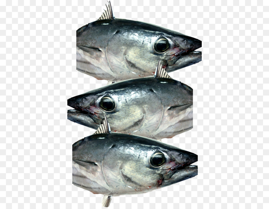 Sgombro prodotti a base di Pesce olio di pesce Sardine Acciughe - Il tonnetto striato