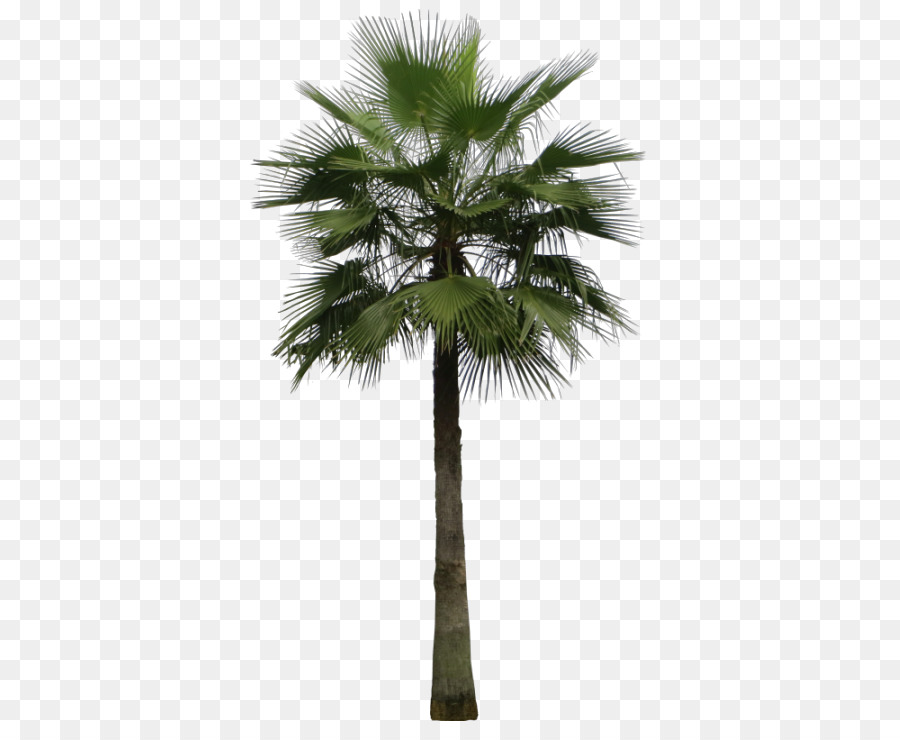 Mexikanische Fanpalme Arecaceae Areca-Palme Sagopalme - Baum