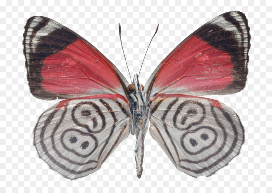 Farfalla Disegno, Fotografia, arti Visive Farfalle - farfalla