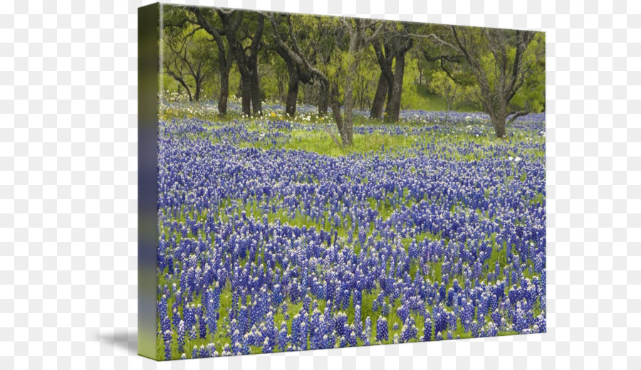 Bluebonnet thư Viện bọc tiếng anh, tiếng hoa oải hương đồng Cỏ Texas - bluebonnet hoa