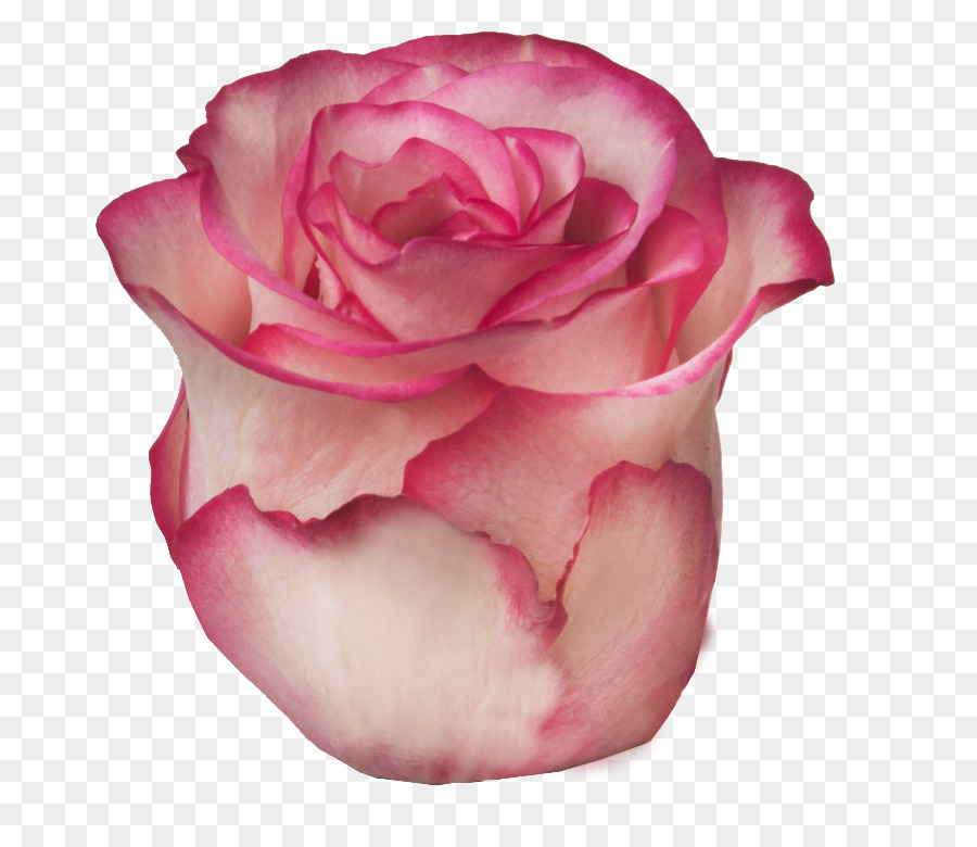 Hoa hồng trong vườn bắp Cải rose Floribunda Cánh Hoa - hoa