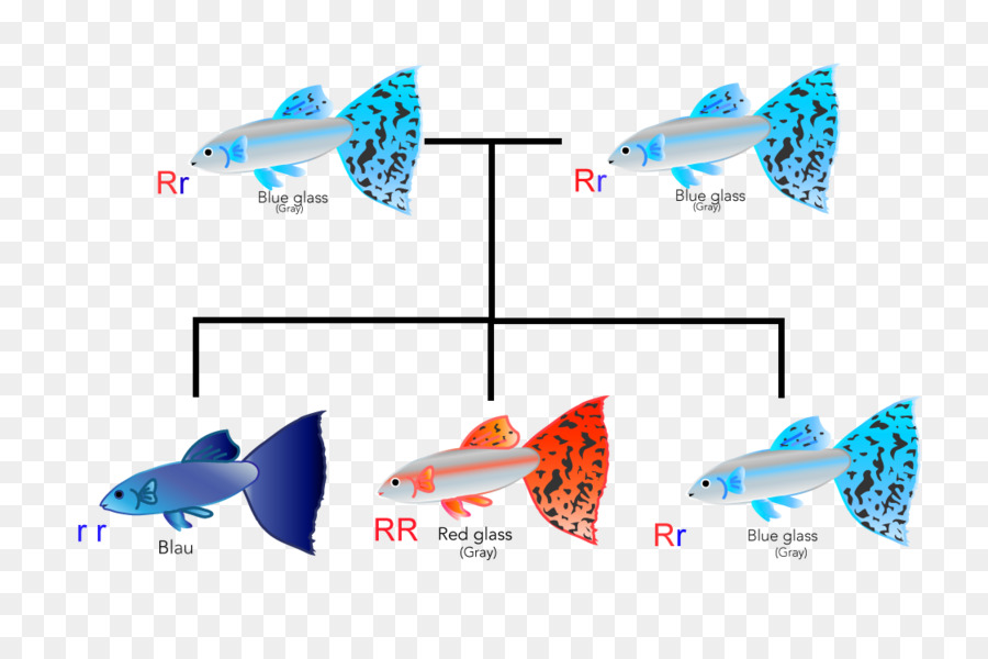 Di truyền Cá nhà di Truyền học Giống Cá fin - cá cá