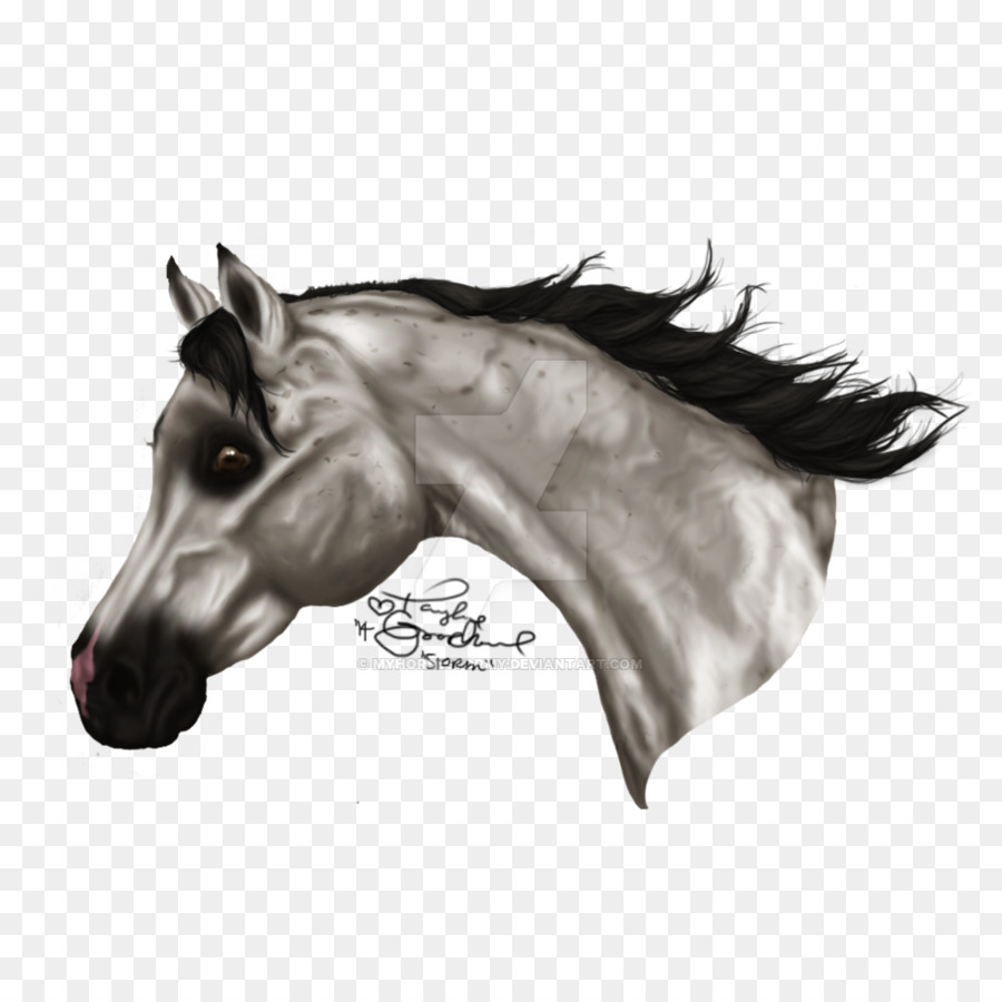 Mane Mustang Halter Pony Stallone - cavallo arabo