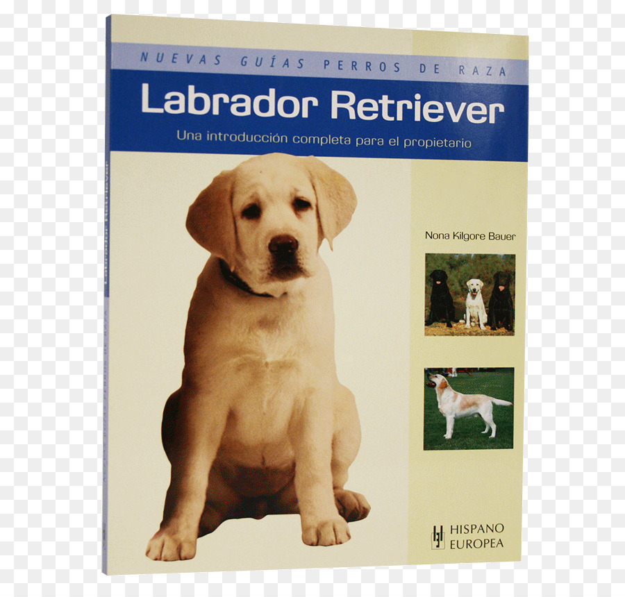 Labrador Retriever Welpen hundezucht Begleithund - Labrador Retriever