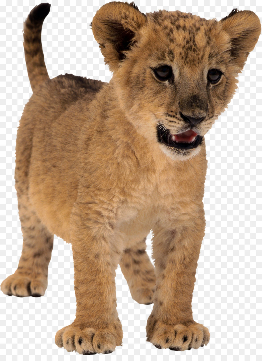 Leone Tigre - leone