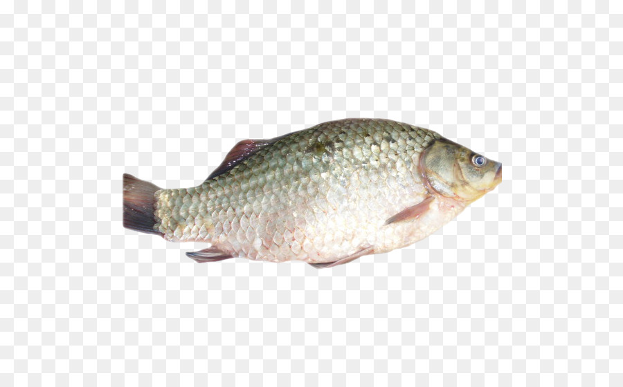 Tilapia Barramundi Carpa, Pesce Persico, Scardola - carpe
