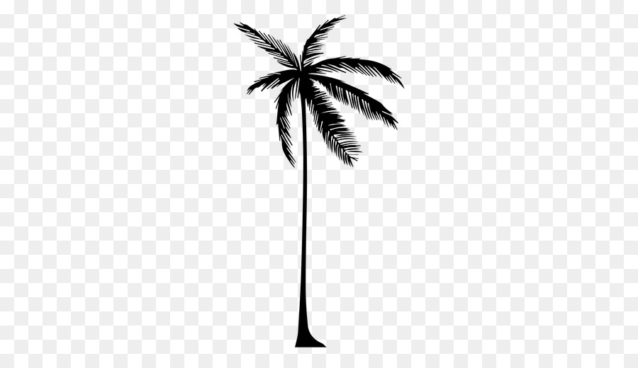 Châu á, palmyra palm Arecaceae Lá Cây phong Nhật bản - lá