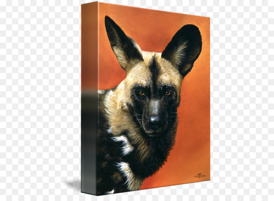 Hund der Rasse afrikanische wildhund deutscher Schäferhund Dhole Tier - Wild Hund