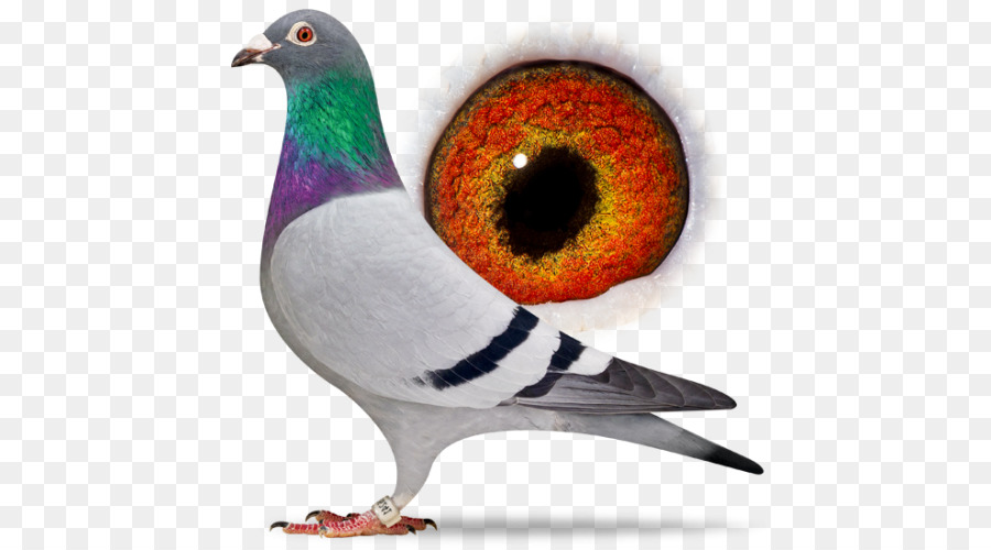 Racing Homer Homing Tauben Columbidae Vogel Fancy pigeon - Brieftaube