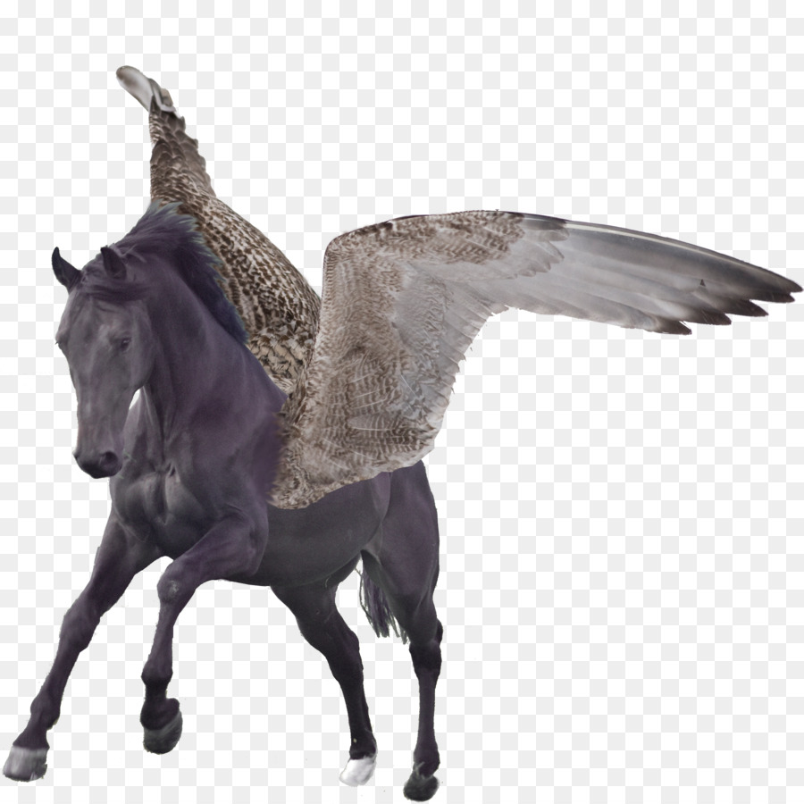 Tạo Bờm Ngựa Dây - Pegasus B & B