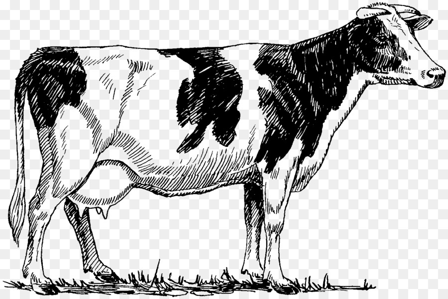 Holstein Friesian Rinder, Highland cattle, Rinder, Zeichnung - Kuh Milchmann