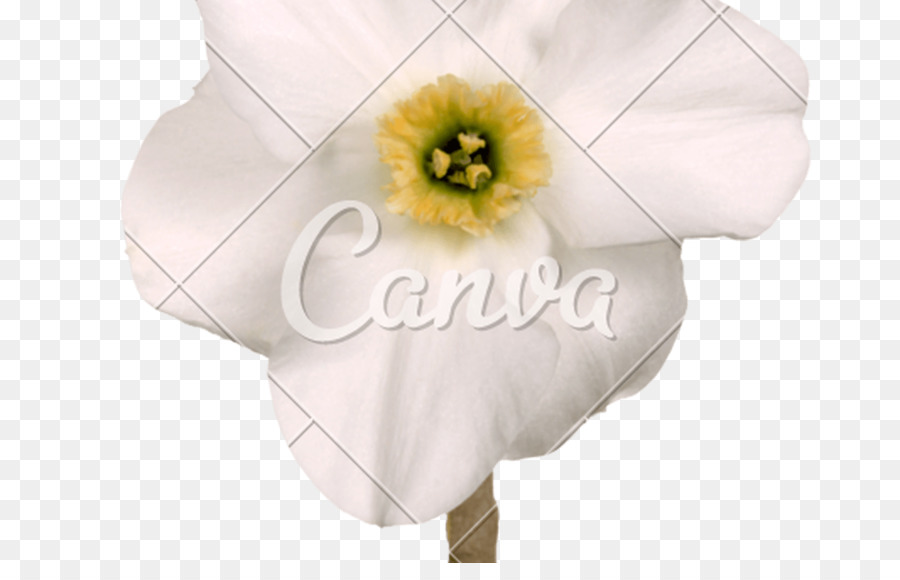 Blütenblatt Schnittblumen, Blühende pflanze - fivestar Lob cashback Fotos