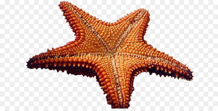 Stella marina, invertebrati Marini del Mare di Clip art - stella marina