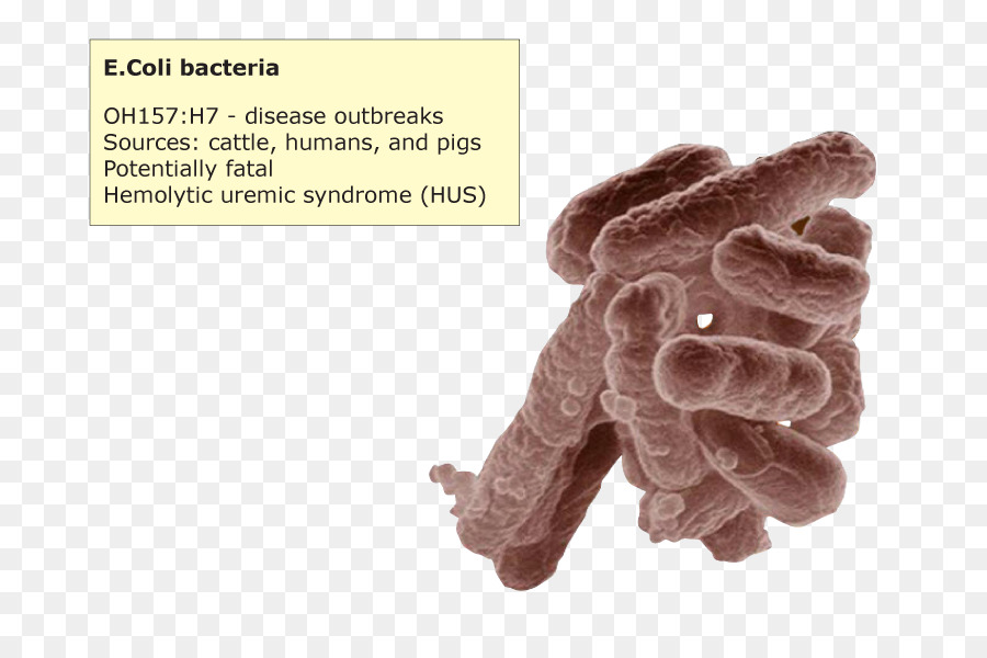 Den 5. plage Daumen Handschuh E. coli Text - Enterotoxigene Escherichia coli