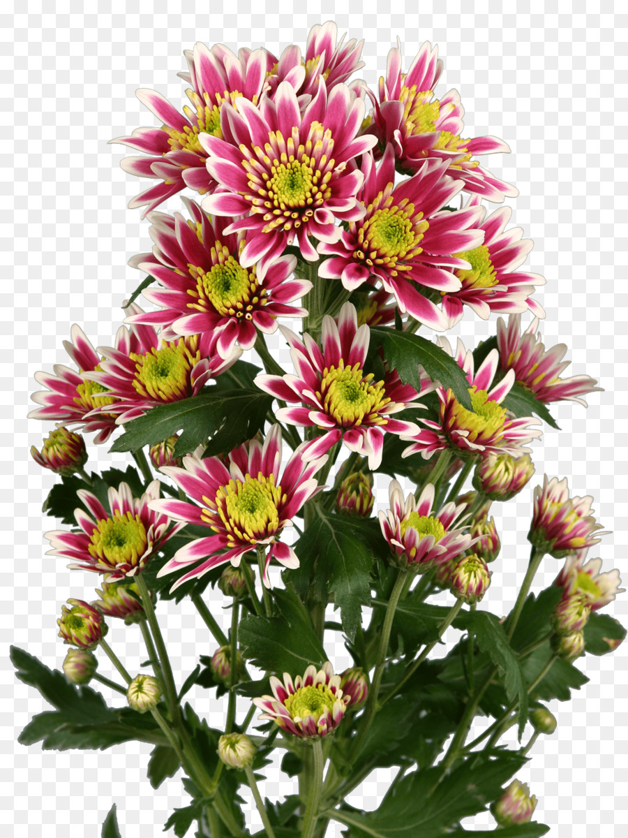 Aster Chrysantheme Schneiden, Blumen einjährige pflanze - Chrysantheme
