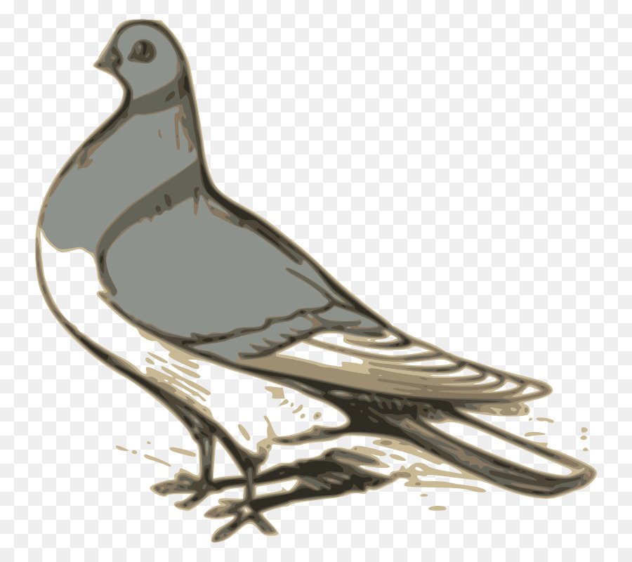 Columbidae Englisch Carrier pigeon Homing pigeon Bird clipart - Vogel