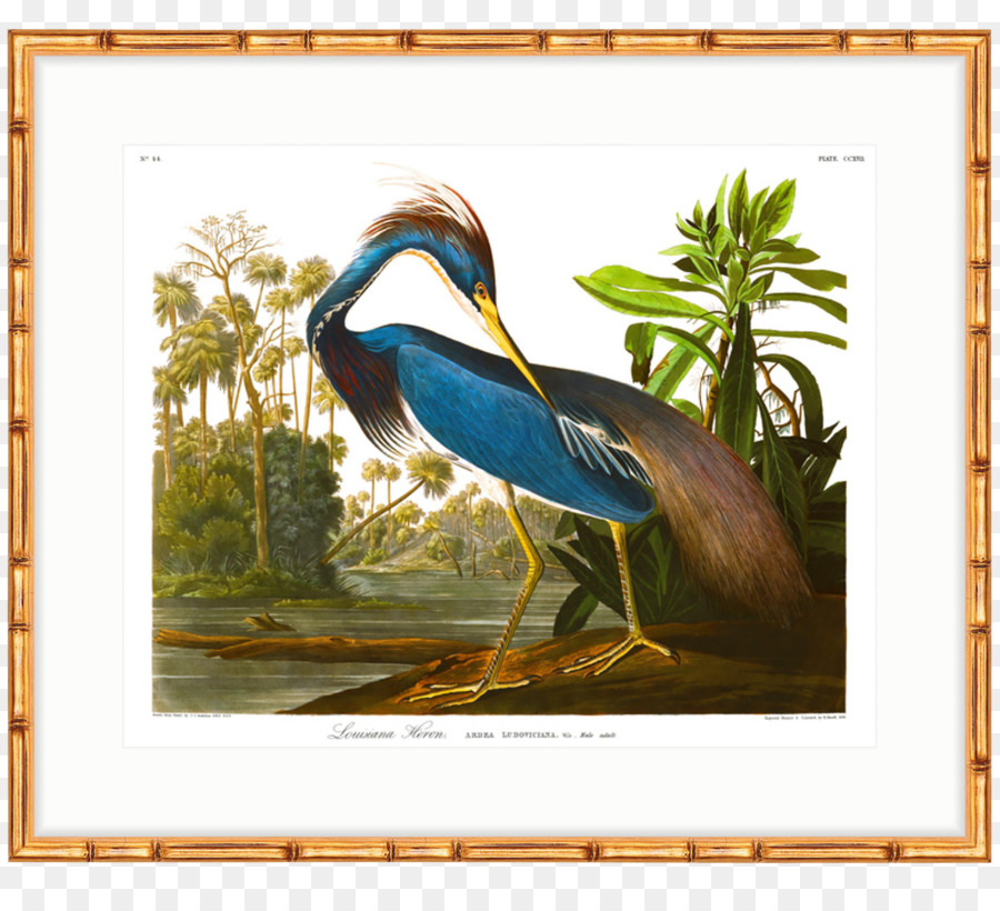 Gli Uccelli d'America Louisiana Airone National Audubon Society Havell famiglia - altri