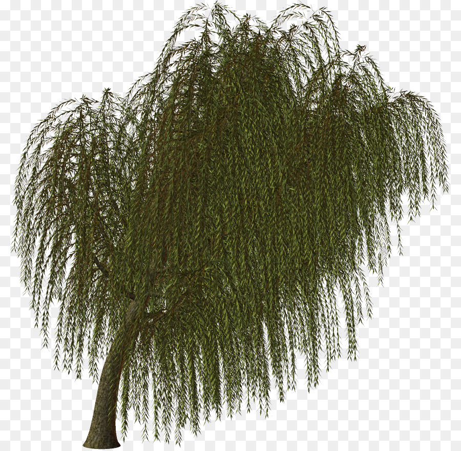 Un ramoscello di Albero Sempreverde, Filiale di piante Vascolari - albero