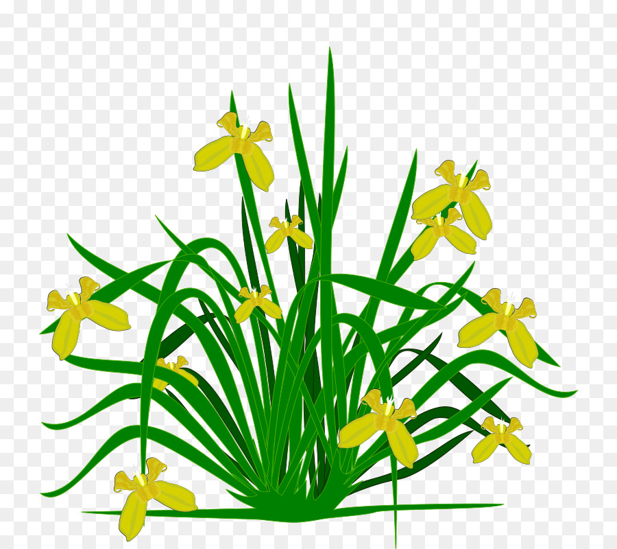 Iris croatica Nord della bandiera blu, Clip art - fiore di iris