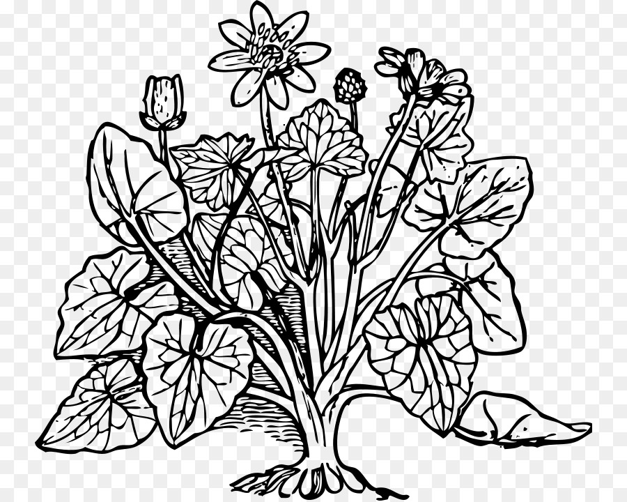 parts of plants clipart black and white