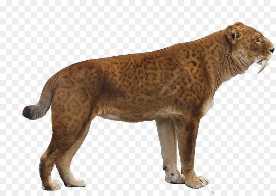 Leone Bison antiquus Saluki dai denti a Sciabola tigre dai denti a Sciabola cat - leone