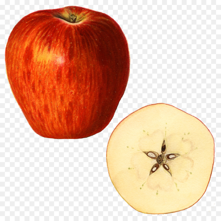 Kilogramm Apfel Winter squash Gewicht - Kilogramm