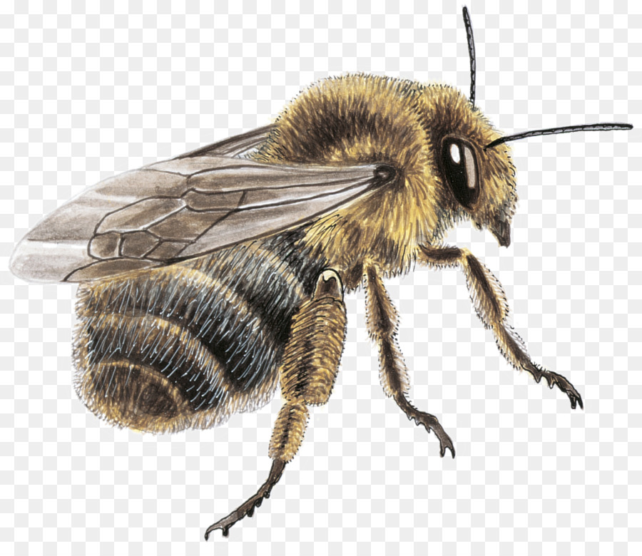 Honey bee Fond blanc Mason bee, Gelb, Blau - Butine