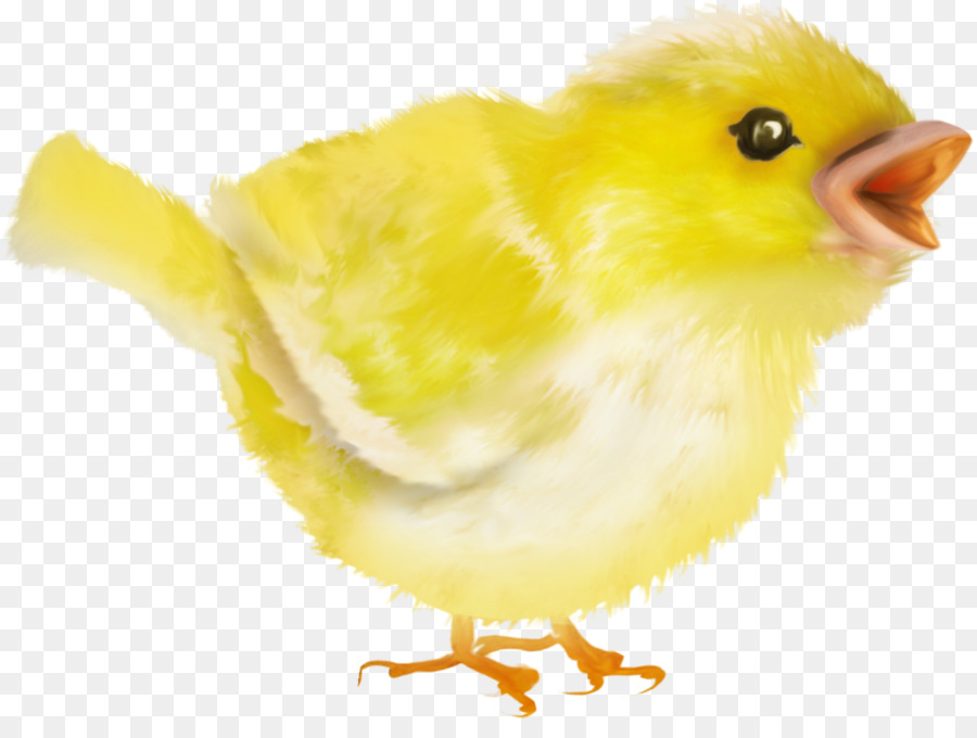 Wasser, Vogel, Schnabel, Federn Huhn als Lebensmittel - Vogel