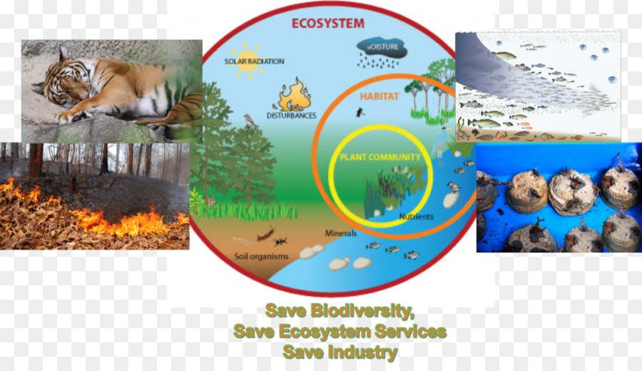 Marine ökosystem-Diagramm Nahrungskette Ökologie - Natürlichen Umgebung