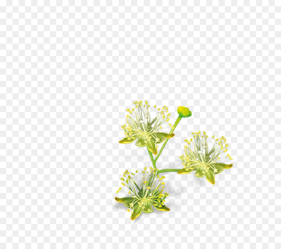 Die Linden Geschnitten, Blumen Blütenblatt Ezki ur - blume