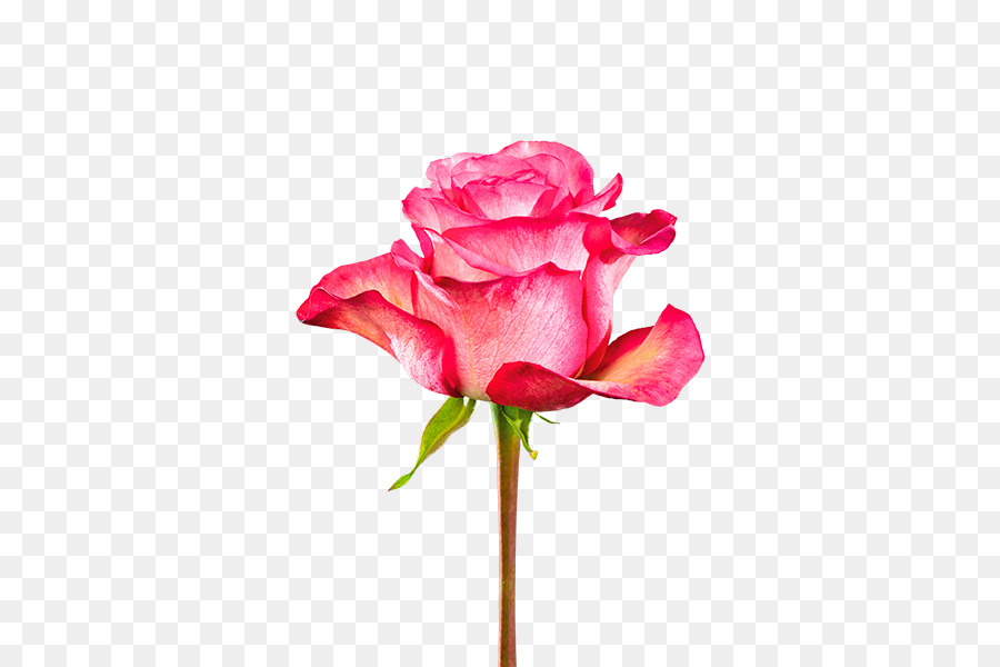 Garten Rosen-Kohl-rose Rosa Schneiden, Blumen Pflanzen-Stammzellen - andere