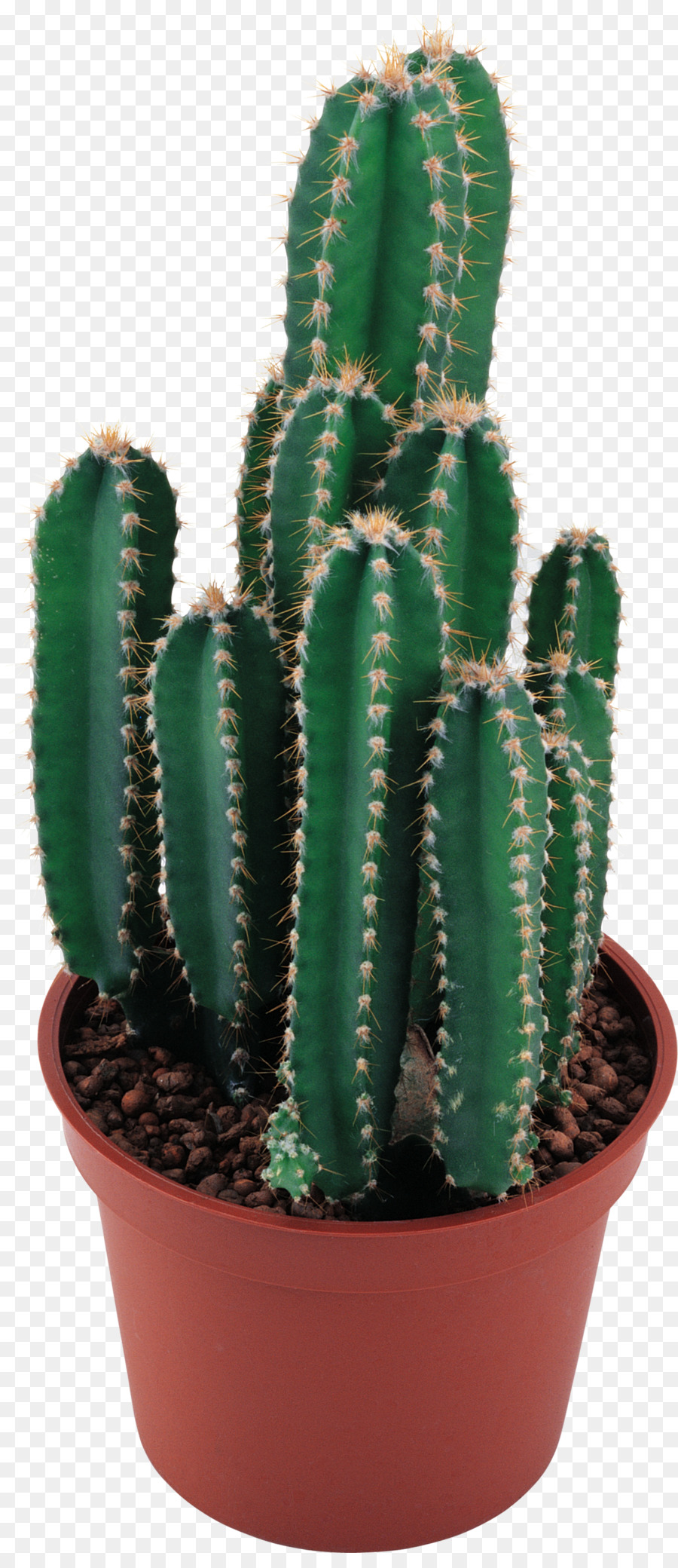 Cactaceae Clip art - Aquarell Kaktus