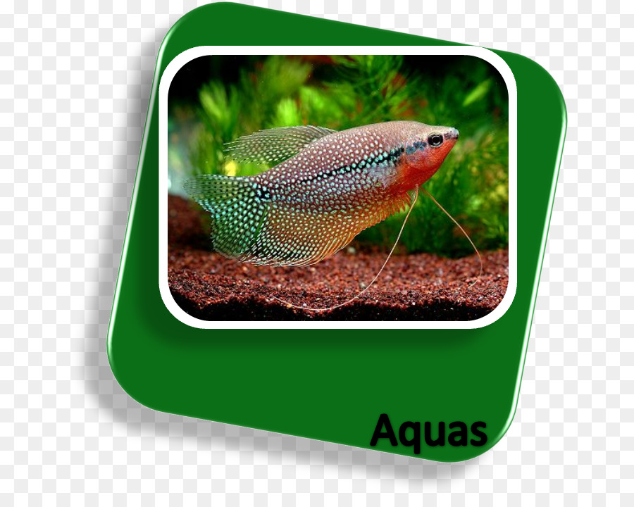 Sagara Aquarium Mit Tropischen Fisch Aquarien Fisch Png Herunterladen 716 710 Kostenlos Transparent Fauna Png Herunterladen