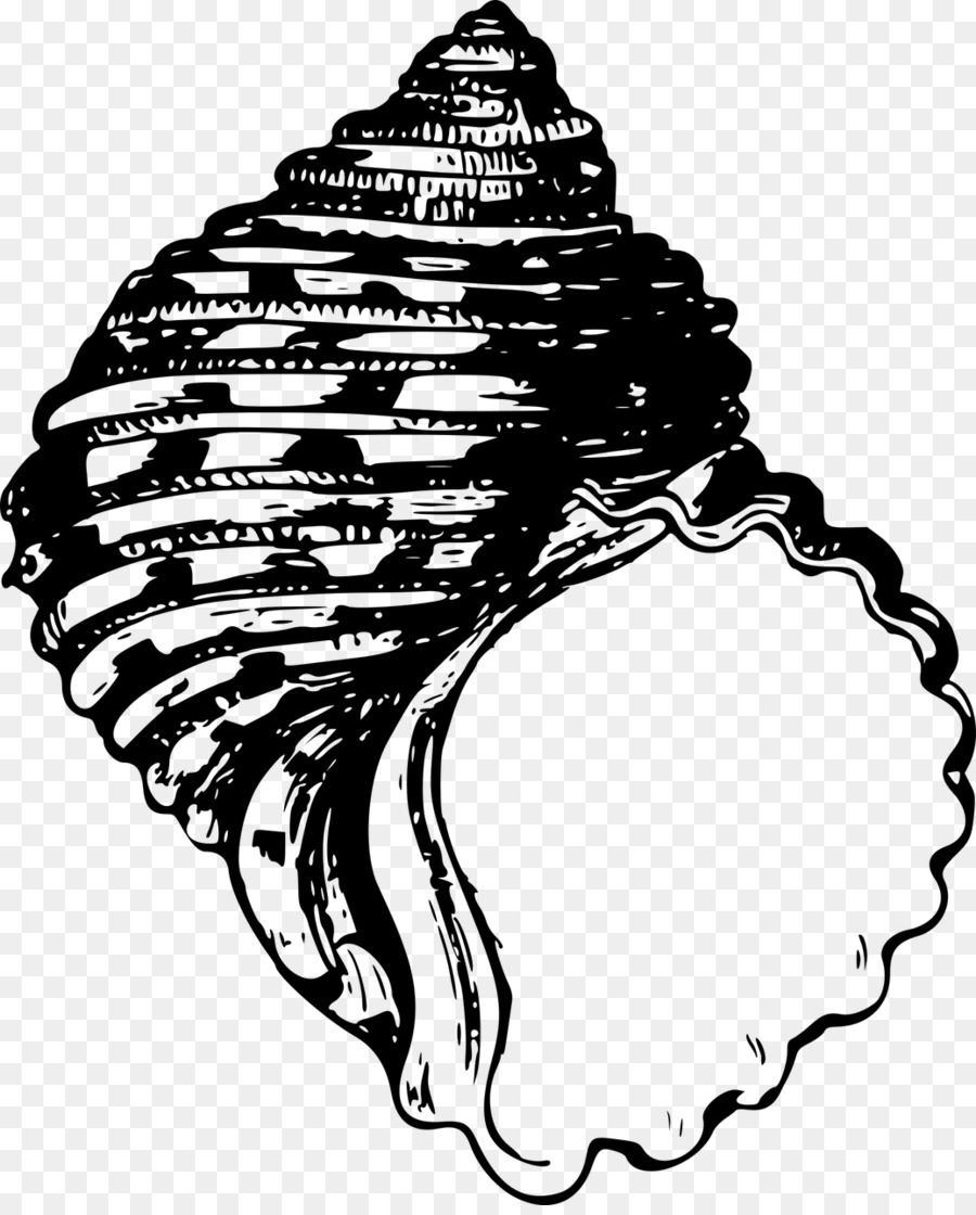 Muschel, Molluske shell Bivalvia Clip-art - Seashell
