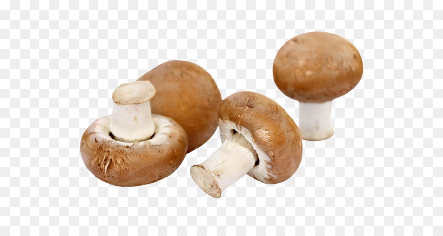 Common mushroom Pilz Fungiculture Pilze in Bulgarien - Braun