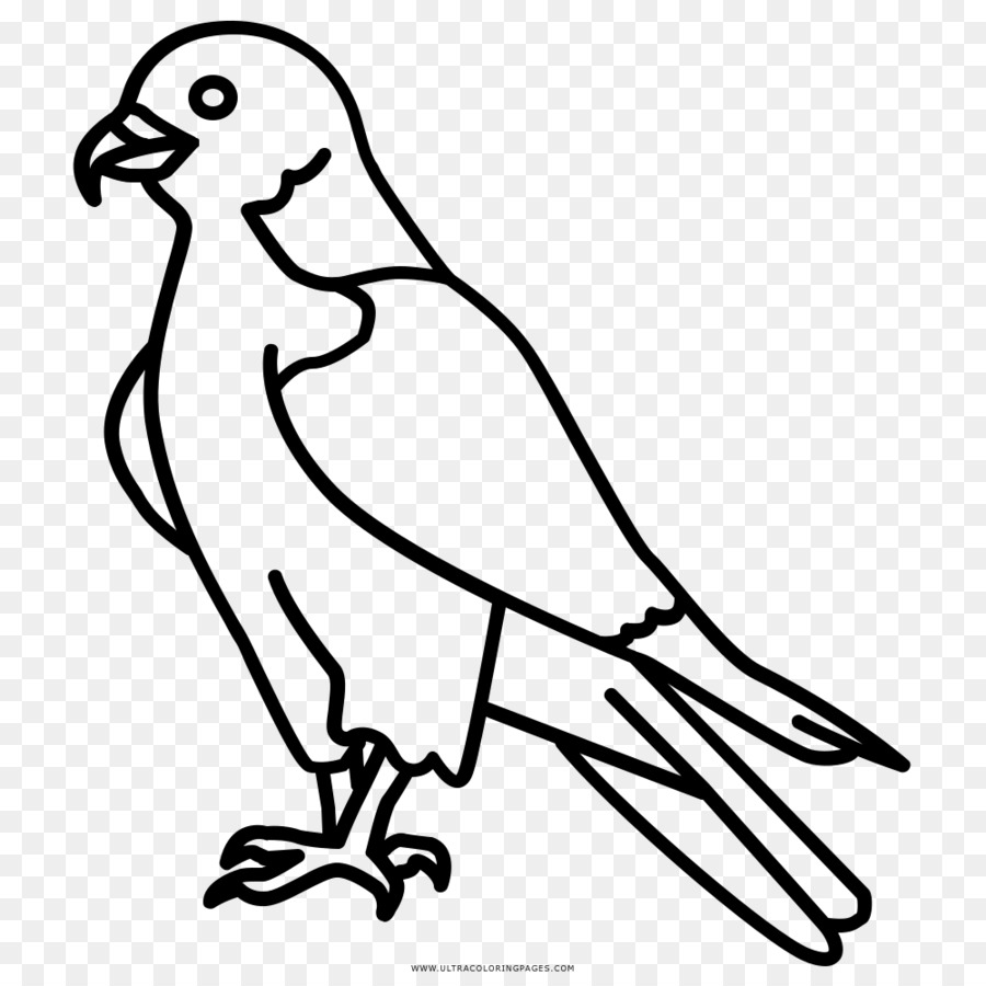 Disegno da Colorare di Falco a Becco - falco