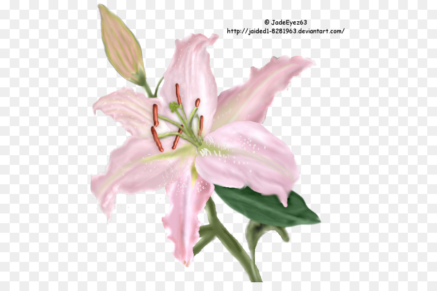 Schnitt-Blumen-Pink M-Plant stem Petal - orientalische Blumen