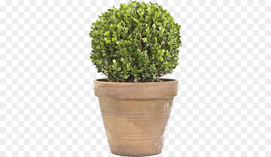 Box Topiary-Baum-Pflanze - Box